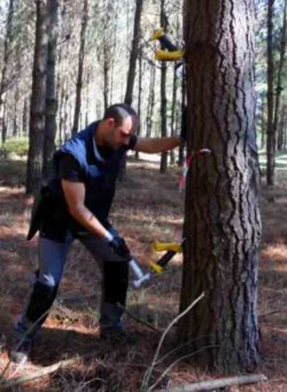 Uno de los socios de la empresa Madera Plus realiza un análisis en un árbol.