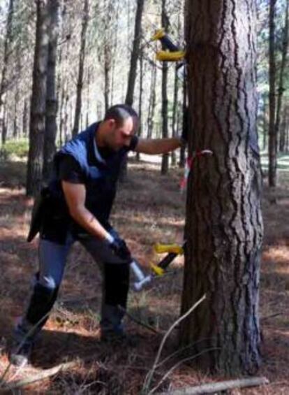 Uno de los socios de la empresa Madera Plus realiza un an&aacute;lisis en un &aacute;rbol.