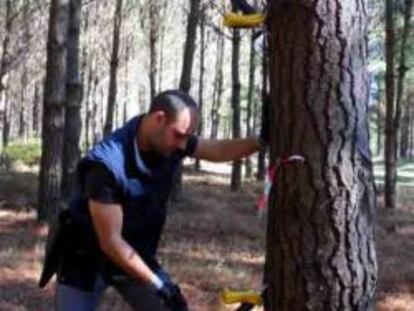 Uno de los socios de la empresa Madera Plus realiza un an&aacute;lisis en un &aacute;rbol.