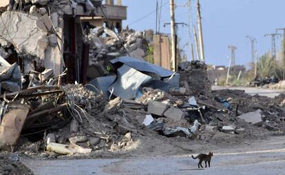 Un gato pasa junto a un edificio destruido en la aldea de Sousa, cerca de Baghouz (Siria)