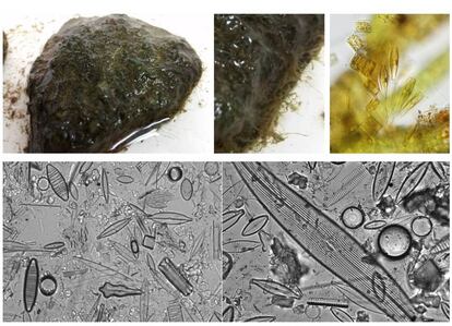 La biopelícula (arriba) es la base de los ecosistemas acuáticos, compuestas de algas, hongos y bacterias (abajo).