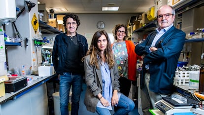 Desde la izquierda, los investigadores Marcos Malumbres, Carolina Villarroya, Sandra Rodríguez y Miguel Urioste, en un laboratorio en el Centro Nacional de Investigaciones Oncológicas, en Madrid.