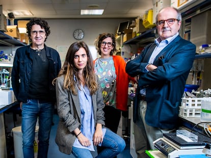 Desde la izquierda, los investigadores Marcos Malumbres, Carolina Villarroya, Sandra Rodríguez y Miguel Urioste, en un laboratorio en el Centro Nacional de Investigaciones Oncológicas, en Madrid.