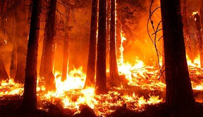 Incendios forestales app