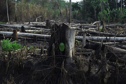 Sector "chaqueado" o quemado para ampliar espacio de cultivo, dentro del territorio yuqui.