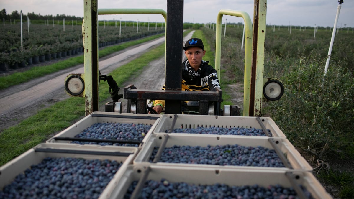 Trump y su promesa de deportaciones masivas: un riesgo para la economía agrícola