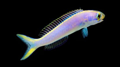 El Hoplolatilus chlupatyi cambia de color con gran rapidez y vive a 55 metros.