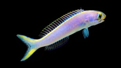 El Hoplolatilus chlupatyi cambia de color con gran rapidez y vive a 55 metros. 