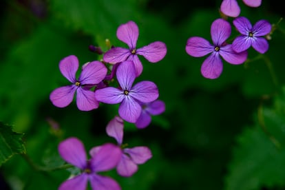 Lunaria annua, Honesty, Money Plant