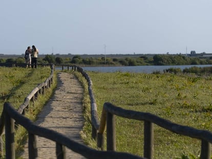 Pasarela en la reserva natural Dehesa de Abajo, en la provincia de Sevilla.