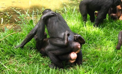 Two females rub their genitals together in LuiKotale, Democratic Republic of the Congo.