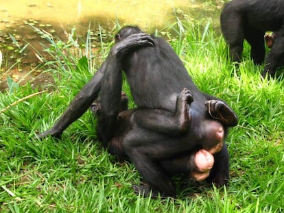 Duas fêmeas esfregam suas genitálias em LuiKotale, na República Democrática do Congo.