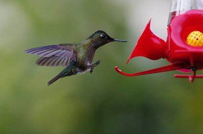 Un colibrí se acerca a un comedero de aves en una plaza de Santiago de Chile.