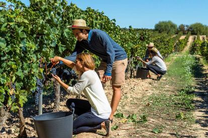 Mañana de vendimia en los campos de la Bodega Torres.