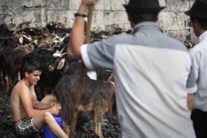 Un hombre aprovecha para ordeñar una de las cabras antes de meterla en las frías aguas del mar como parte del tradicional baño de las cabras que se celebra en el Puerto de la Cruz, Tenerife, 24 de junio de 2013.