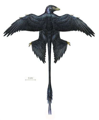 Ilustración del dinosaurio Microraptor, con plumas negras brillantes.