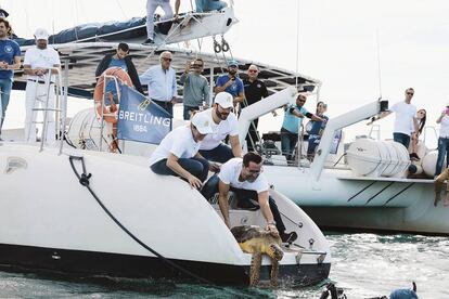 Los chefs De Castro, Sandoval y Dacosta, liberando a la tortuga rescatada. Un ejemplar de 35 kilogramos al que bautizaron como ‘Breit’.