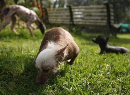 Perros en un parque.