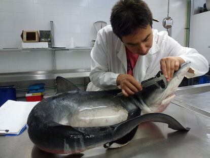 El biólogo Marino del Instituto de Ciencias del Mar (ICM-CSIC), Claudio Barría, trabaja con un tiburón.