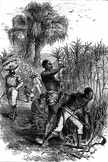 Cultiu amb esclaus d'una plantació de canya de sucre.