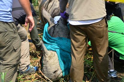 Un equipo de veterinarios consiguen muestras de un rinoceronte en el Parque Nacional de Chitwan.