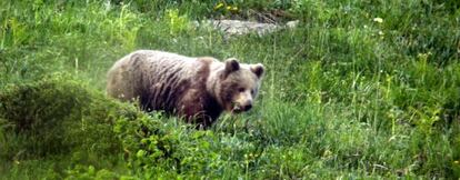 Ejemplar de un oso de dos años fotografiado en el Valle de Arán en 2011.
