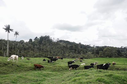 De acuerdo con el Libro Rojo de Aves de Colombia, en el pas hay 72 especies amenazadas, 27 de ellas endmicas.