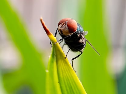 Cochliomyia hominivorax