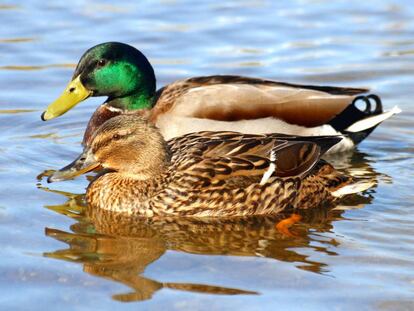 Em algumas espécies de pato uma em cada três cópulas é forçada