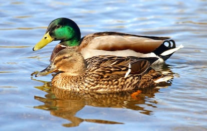 Em algumas espécies de pato uma em cada três cópulas é forçada