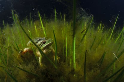 Amplexo de ranita de San Antonio (Hyla molleri). El macho (arriba) sujeta por la zona de las axilas a la hembra (abajo), para fecundar la puesta en una charca de las canteras de Alpedrete. Una vez depositada y fecundada la hembra, se separan de nuevo.