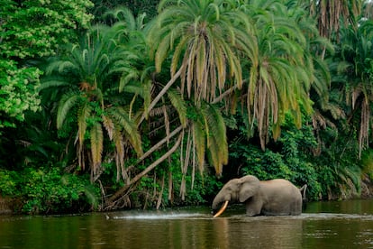 Un elefante africano de selva en el río Lekoli River, en Congo.