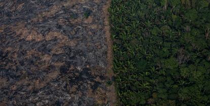 Selva amazónica afectada por incendios forestales en Porto Velho (Brasil).