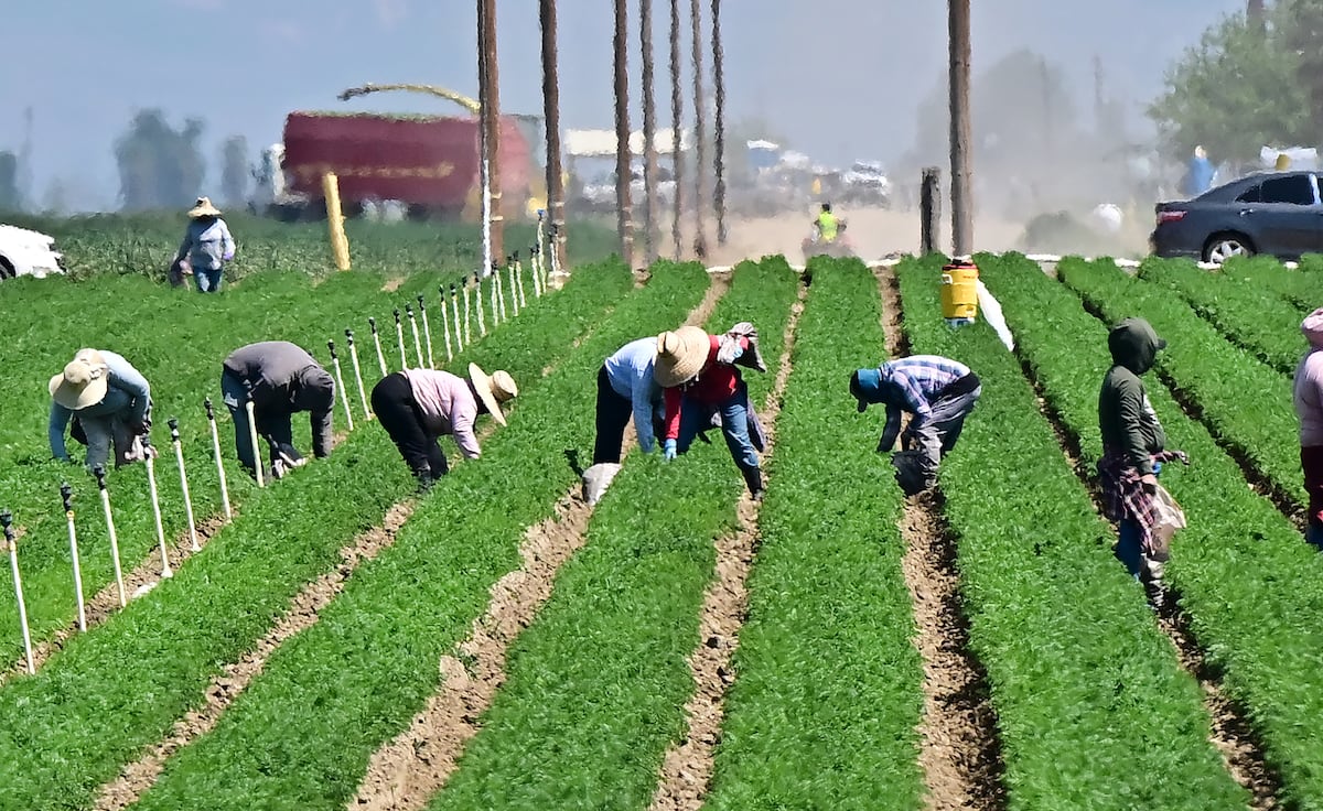 Crisis laboral en EE. UU.: redadas migratorias amenazan la agricultura y economía