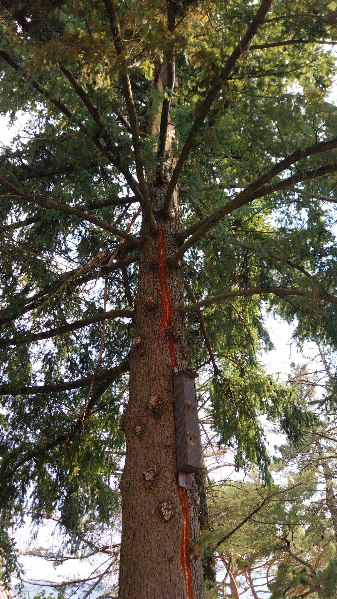 Imagen del tronco del árbol alcanzado por un rayo en Viladrau.