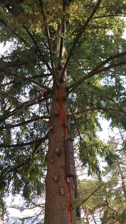 Imagen del tronco del árbol alcanzado por un rayo en Viladrau.
