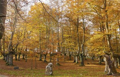 A forest of beech inside Urkiola natural park.
