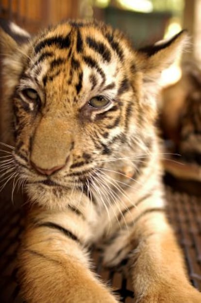 Los tigres de las granjas chinas sufren a menudo enfermedades. Rara vez se tratan porque valen más muertos que vivos.