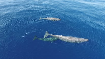 Dos crías y un adulto de cachalote en las zona de cría descubierta al norte de Menorca.