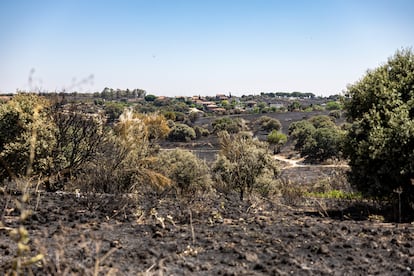 Así ha quedado el monte en la urbanización de Calypo Fado en Casarrubios del Monte (Toledo).