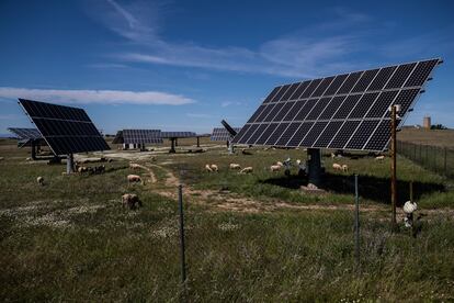 Ganado y paneles solares en una finca de la provincia de Cáceres.