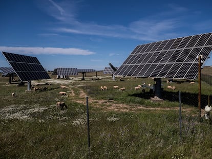 Ganado y paneles solares en una finca de la provincia de Cáceres.