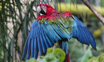 Loro Guacamayo.