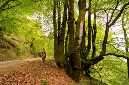 <a href="http://www.parquedebertiz.es/" target="_blank">El parque natural del Señorío de Bertiz</a>, en la comarca Baztán-Bidasoa, una de las masas forestales más valiosas, accesibles y disfrutonas del norte de Navarra —sobre todo porque no aglutina tantos visitantes como Irati o Urbasa—, ha reabierto su red de caminos balizados después de que un fuerte vendaval causara, el pasado 20 de octubre, importantes estragos en sus bosques. El temporal provocó “la caída de un elevado número de árboles, dejando también pies en condiciones inestables y con riesgo de caída sobre pistas y senderos”, según informó la dirección del parque. Los trabajos se han centrado en retirar esos restos peligrosos que amenazaban rutas y equipamientos, especialmente los que afectaban a algunas de las sendas más transitadas —Erreparatzea, Suspiro, Iturburua e Irretarazu— de sus 2.052 hectáreas de robledales, castañares y hayedos, que se extienden por el monte Aizkolegi.