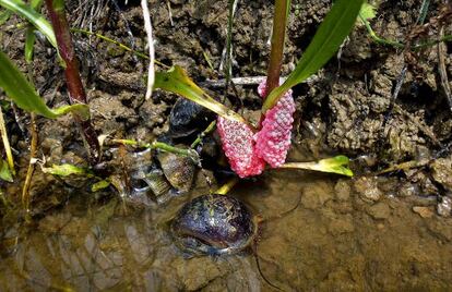 Dos ejemplares de caracol manzana junto a una de sus vistosas puestas.