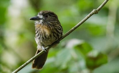 Un pájaro buco, que se alimenta de grandes insectos, arañas, y pequeñas ranas y lagartos. Para cazar, se queda inmóvil hasta ver su oportunidad y lanzarse sobre su presa, 
 a las que golpea antes de consumir.