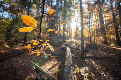 El bosque vírgen protegido de Strambu Baiut (Rumanía).