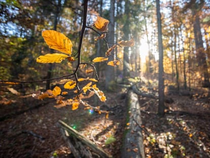 El bosque vírgen protegido de Strambu Baiut (Rumanía).