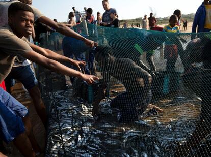 Los pescadores vacían una red de sardinas durante la carrera de sardinas en Umgababa, Sudáfrica.