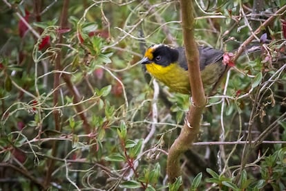 Aves Colombia